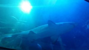 National-Marine-Aquarium-Sharks-England-UK-Fundooplace